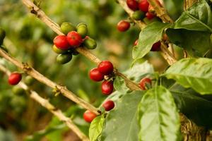 piante di caffè a maturare