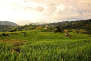 campi di riso terrazzati paesaggio sulla montagna foto