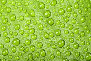 gocce d'acqua sulla foglia della pianta verde foto