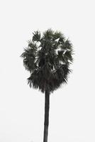 asiatico palmyra palma, toddy palma, zucchero palma, foto
