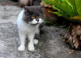 persiano gatto seduta su calcestruzzo pavimento e Guarda dritto. foto