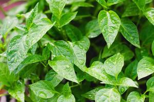 acqua goccioline su verde le foglie di dolce Pepe piantine foto