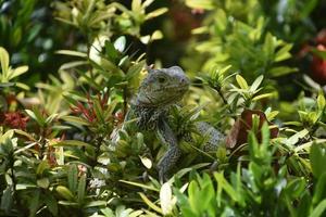 Comune iguana in posa nel un' fioritura cespuglio foto