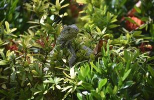 fioritura cespuglio con un iguana nel esso foto