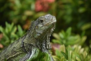 iguana verde seduta in cima a un cespuglio foto