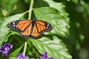sbalorditivo arancia monarca farfalla nel un' giardino foto