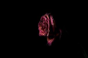 morto rosa rossa su sfondo nero