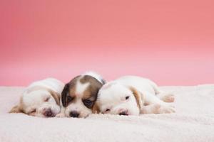 tre carino beagle cuccioli su rosa sfondo. foto