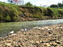 un' pochi oche foraggiamento su il bordo di il fiume foto