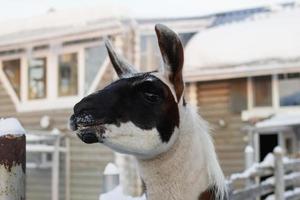 ritratto di guanaco su un' azienda agricola a orario invernale. foto