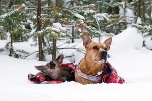 Due cani su rosso scacchi plaid su un' neve su un' sfondo inverno conifero foresta. foto