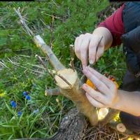 avvicinamento di contadino mano taglio il giovane prugna albero con un' coltello, preparazione per corruzione. primavera albero innesto. primavera giardino opera. frutta albero rinnovamento foto