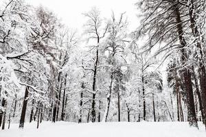 innevato prato nel inverno foresta foto