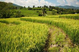 la stagione della raccolta del riso dorato si avvicina foto