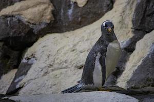 carino pinguino in piedi su il roccia nel freddo tempo metereologico foto