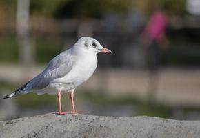 carino gabbiano in piedi su il roccia con sfocato sfondo foto