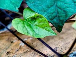 cuore sagomato foglie, macro tiro nel il mattina foto