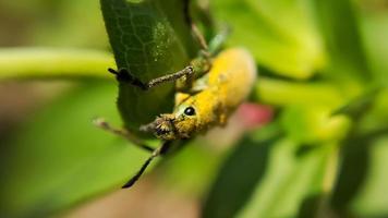 scarafaggio su un' asciutto foglia. giallo scarafaggio insetto con il latino nome curculionidae foto