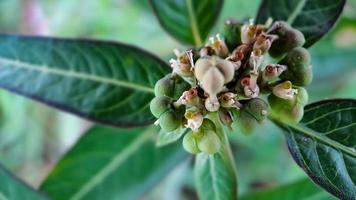 euforbia eterofilla è un' pianta quello appartiene per il famiglia euphorbiaceae foto