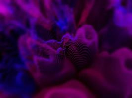 liquido colore fusione blu rosa colorato astratto sfondo foto