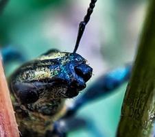 macro verde coleotteri combaciamento su un' verde foglia albero ramo foto