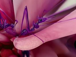 astratto colorato fioritura dalia fiore sfondo macro formica rosa blu foto