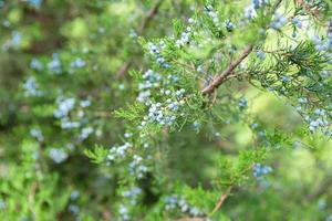 ginepro ramo con frutti di bosco. thuja sempreverde conifero albero vicino su foto