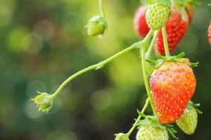 strawberris che cresce su una pianta foto
