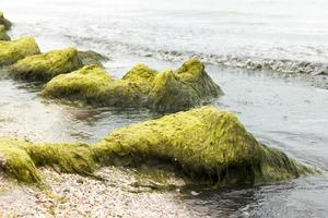 alga marina su un' pietra su il di fronte al mare su un' nuvoloso giorno. ecologia e naturale disastri concetto foto