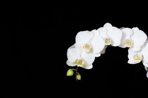 zweig mit orchidee blüten foto