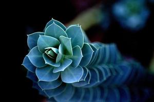 spirale verde bellezza