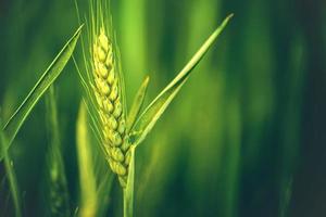 testa di grano verde in campo agricolo coltivato foto