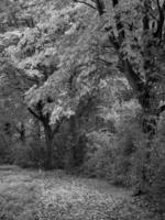 autunno tempo a un' fiume nel Germania foto