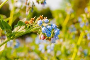 fiori di campo blu foto
