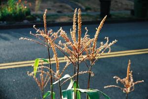 Il grano cresce sul ciglio della strada a Salem, Oregon