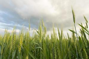 grano verde sotto il cielo drammatico foto
