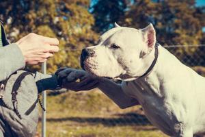 bellissimo bianca personale terrier playin a il cane formazione terra. pericoloso cane razza. salutare e attivo animale domestico foto