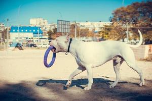 bellissimo bianca personale terrier playin a il cane formazione terra. pericoloso cane razza. salutare e attivo animale domestico foto