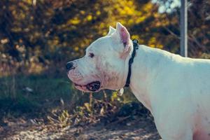 bellissimo bianca personale terrier playin a il cane formazione terra. pericoloso cane razza. salutare e attivo animale domestico foto