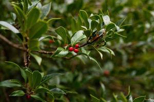 verde cespuglio con rosso piccolo frutti di bosco nel estate foto