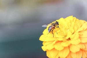 ape su un' grande giallo zinnia fiore raccoglie polline. copia spazio foto