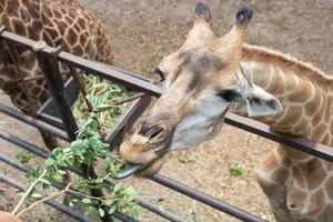 giraffa sgranocchiare su foglie, giraffa è il maggiore ruminante su terra. animale conservazione e proteggere ecosistemi concetto. foto