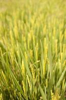 coltivazione del riso in estate foto