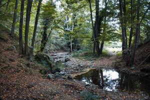 il Magia di il vivido colori di autunno nel il italiano boschi nel ottobre 2022 foto