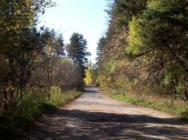 autunno colorato fogliame nel il foresta foto