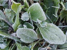 mattina brina avvolto autunno impianti nel il giardino foto