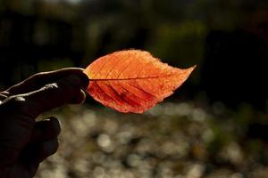 rosso foglia nel autunno. colori di autunno nel natura. mano detiene pianta. foto