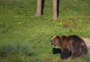 giovane Marrone orso guardare indietro nel il prato nel il foresta foto