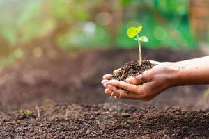 donna di mano con un' albero lei è piantare, ambientale conservazione concetto proteggere e conserva risorse pianta alberi per ridurre globale riscaldamento uso rinnovabile energia conservazione di naturale foreste. foto