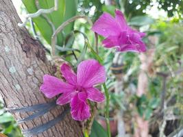 selettivo messa a fuoco Visualizza di bellissimo rosso frangipani fiori nel giardino su sfocato sfondo. suo scientifico nome è plumeria rubra. Usato per ornamentale impianti. foto